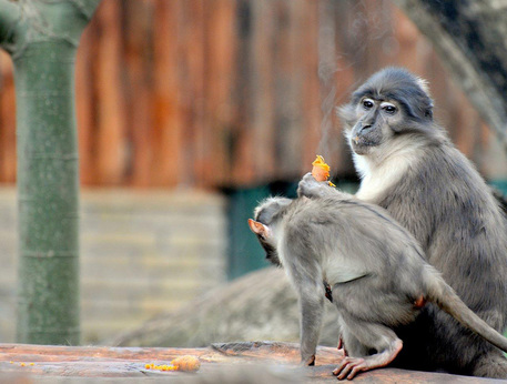 Vaiolo delle scimmie, primo morto in Cina, sintomi e come si trasmette