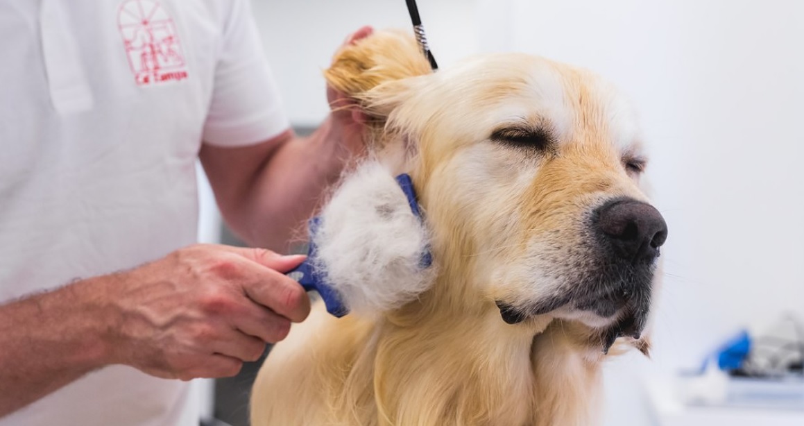 Bonus animali domestici 2021 Sicilia, chi può richiederlo, cos’è e come funziona