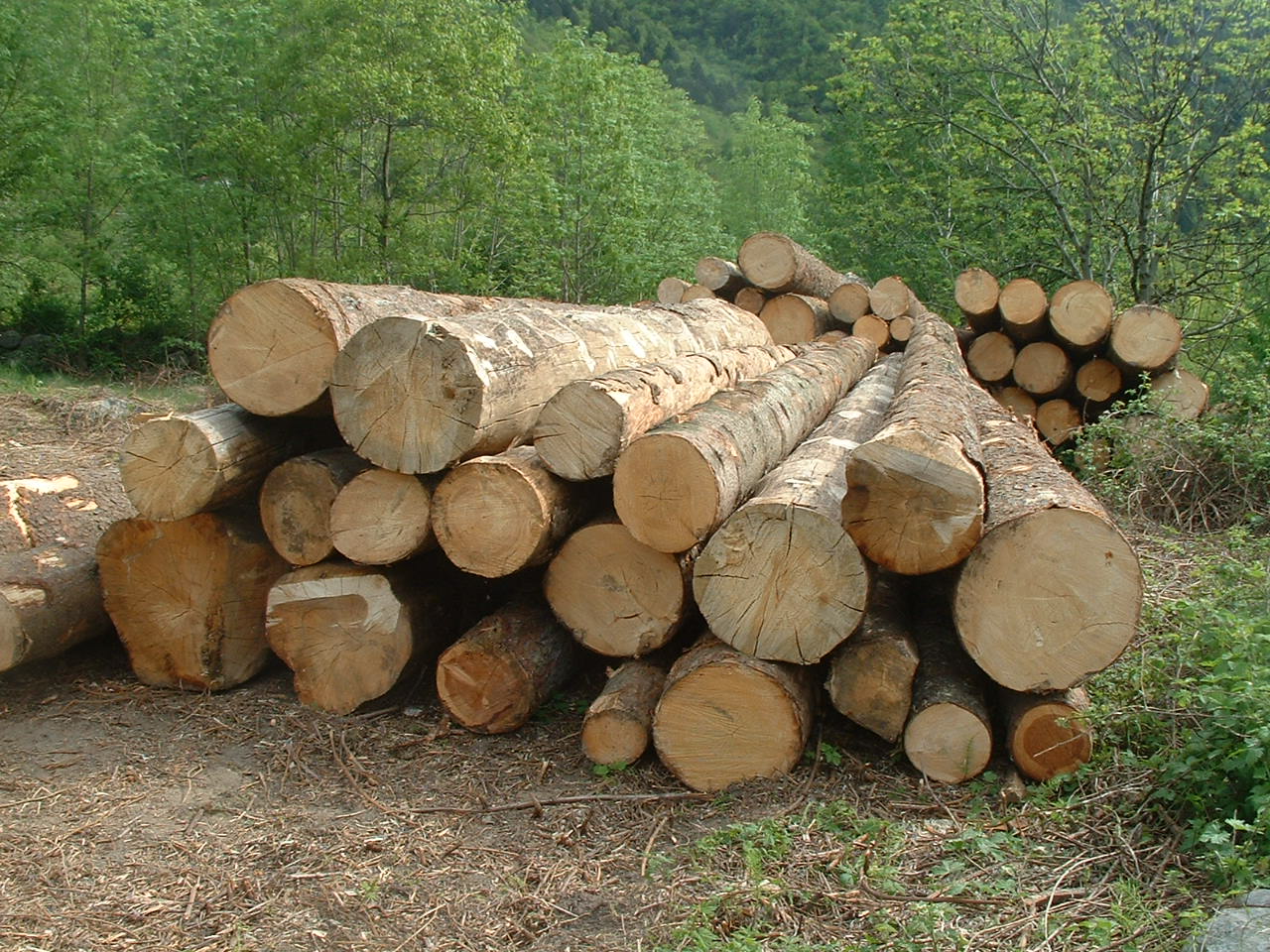 Filiera del legno come antidoto agli incendi Filiera del legno come antidoto agli incendi