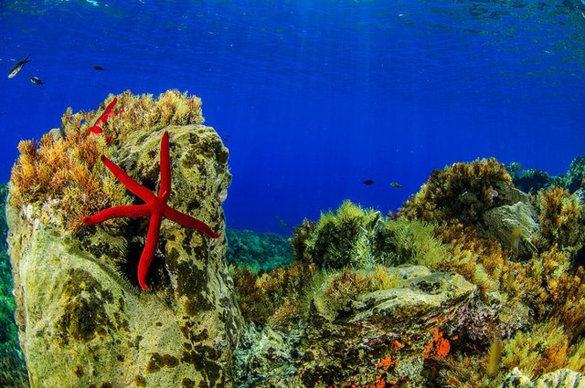 Mediterraneo, in fondo al mare un patrimonio da salvaguardare