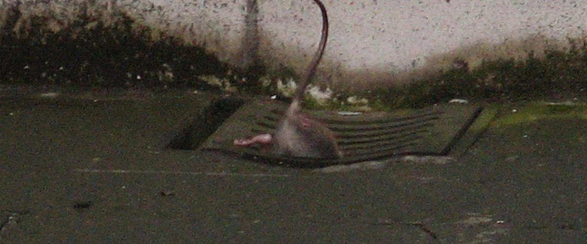 Catania invasa dai ratti. “Segnalazioni in aumento”