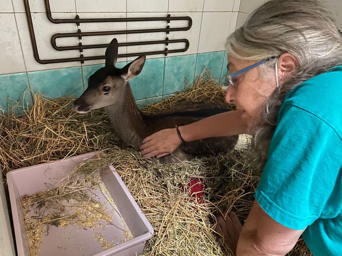 Incendi Sardegna, la cerbiatta sopravvissuta ha le zampe carbonizzate