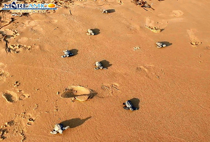 Testuggini neonate in una spiaggia dell’Agrigentino