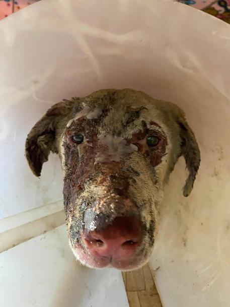 Muore Angelo, il cane-eroe dei roghi in Sardegna