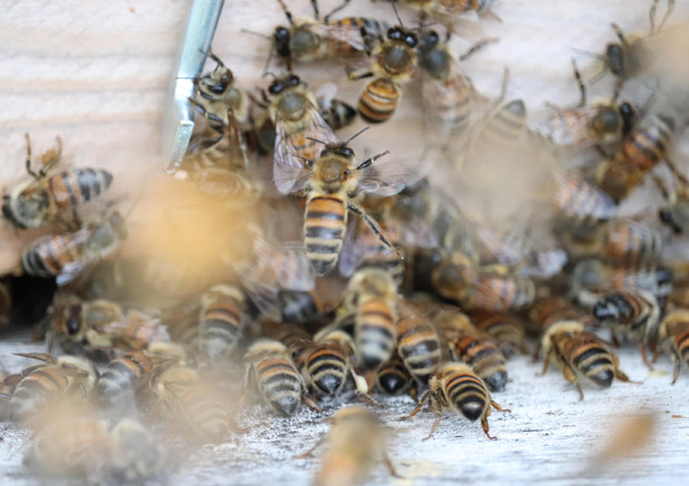 Iniziativa popolare per direttiva Ue a difesa delle api