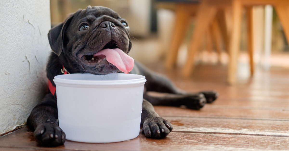 Caldo, i consigli per proteggere i nostri amici a quattro zampe Caldo, i consigli per proteggere i nostri amici a quattro zampe