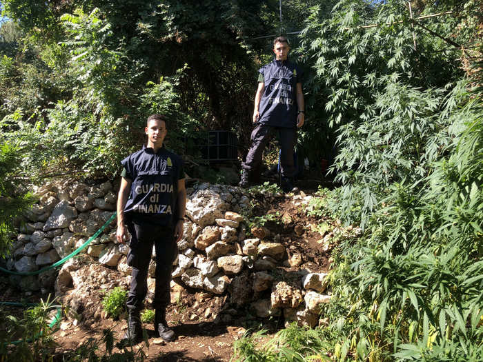 Droga, sequestrata piantagione di cannabis nel Palermitano