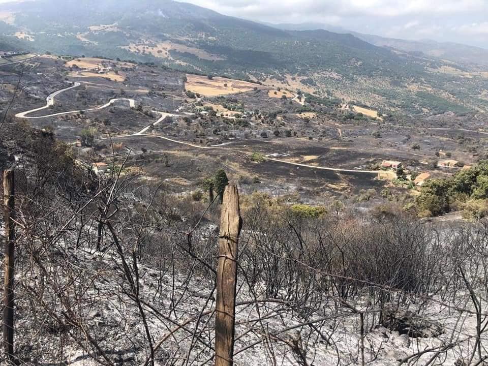 Incendi, governo Musumeci stanzia fondi per aziende zootecniche