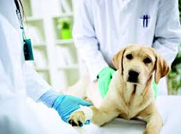 Inaugurato ambulatorio veterinario dell’Asp a Gangi