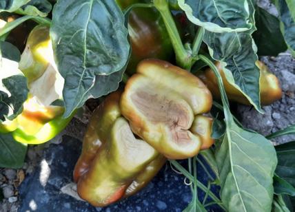 Coldiretti, caldo brucia frutta nei campi, perdita di anno di lavoro