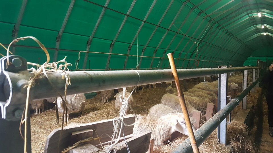 Terremoto, Coldiretti, danni a 25mila stalle e aziende