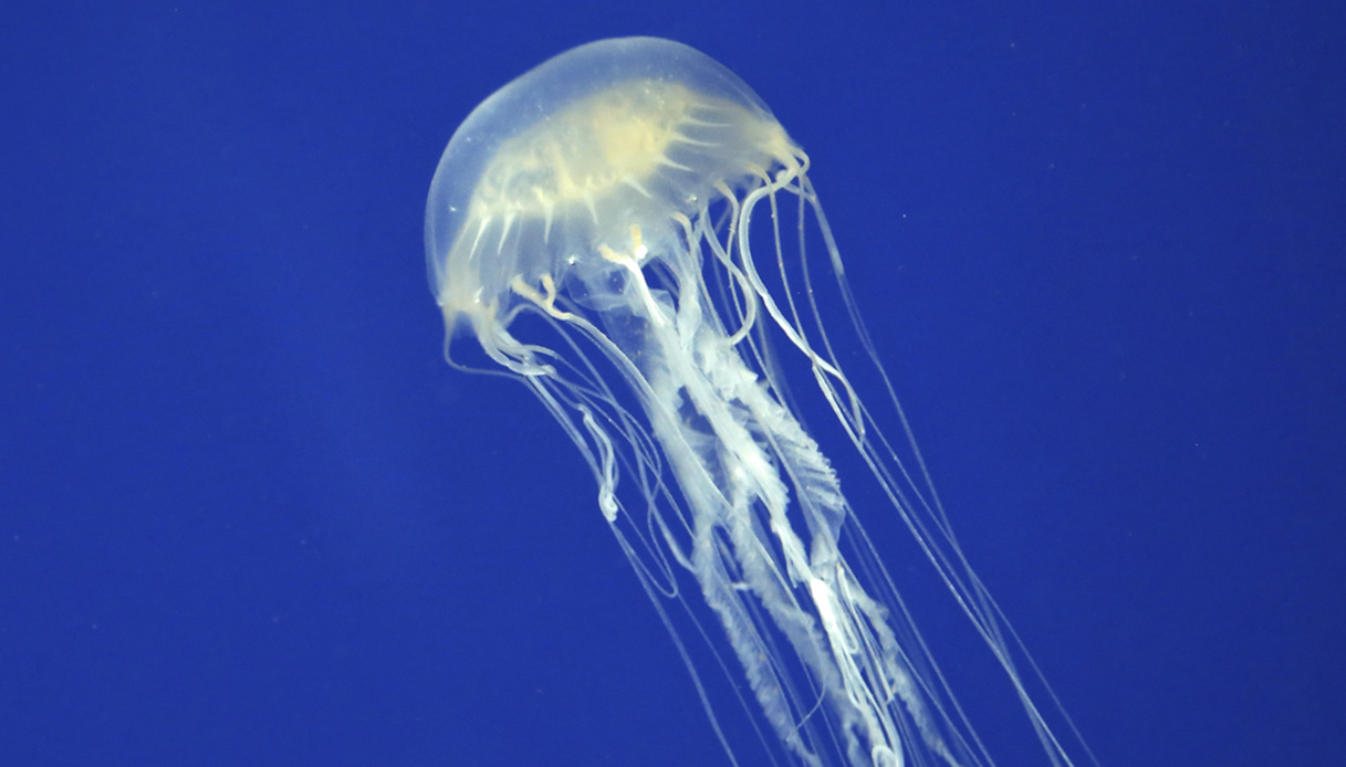 Thailandia, bimbo di 9 anni ucciso da una cubomedusa, cos’è la “vespa di mare”