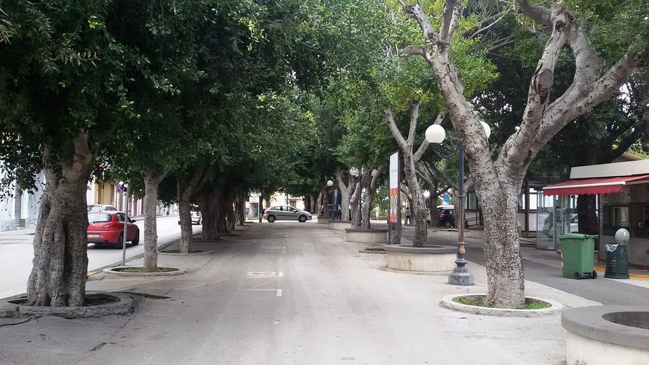 Augusta, scoppia la polemica dopo la potatura degli alberi