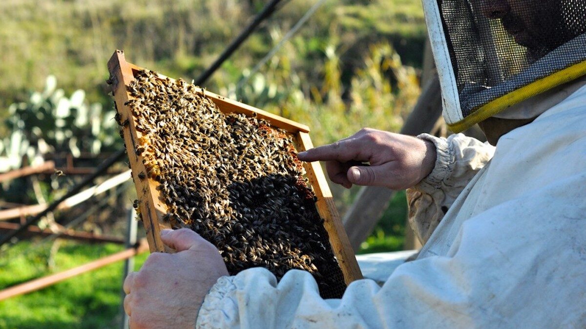 Apicoltura, in Sicilia è crisi nera, crollo della produzione