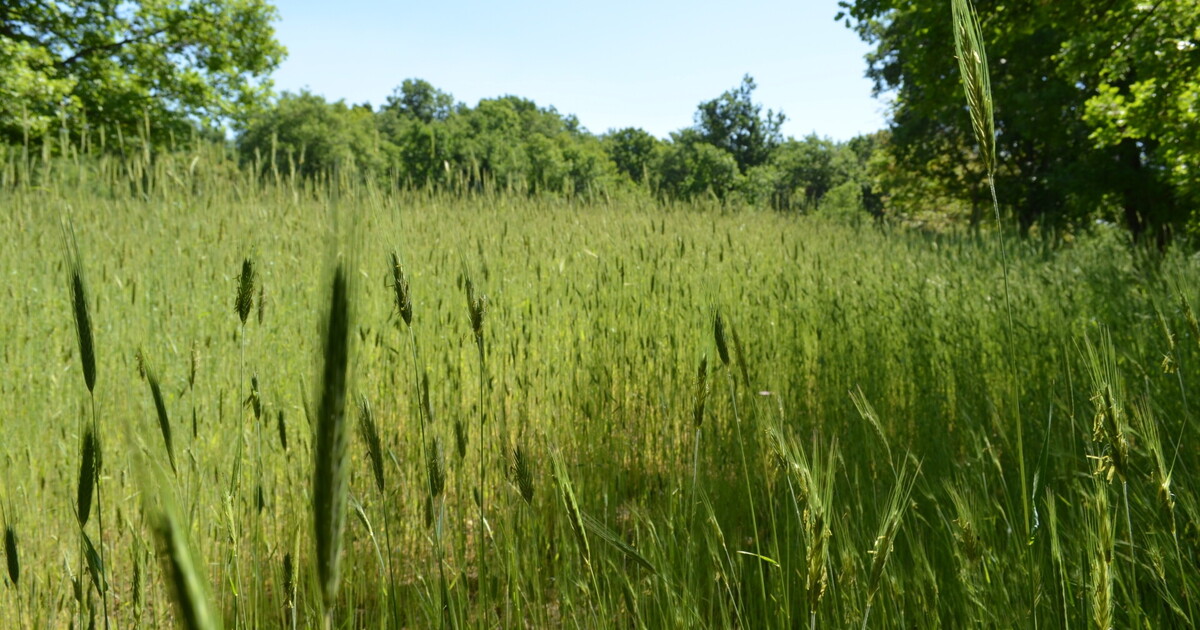 Agrobiodiversità, a Nicolosi due giorni dedicati alla tutela dei grani siciliani
