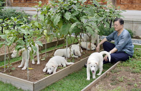 Corea del Sud, Moon apre a divieto consumo carne di cane