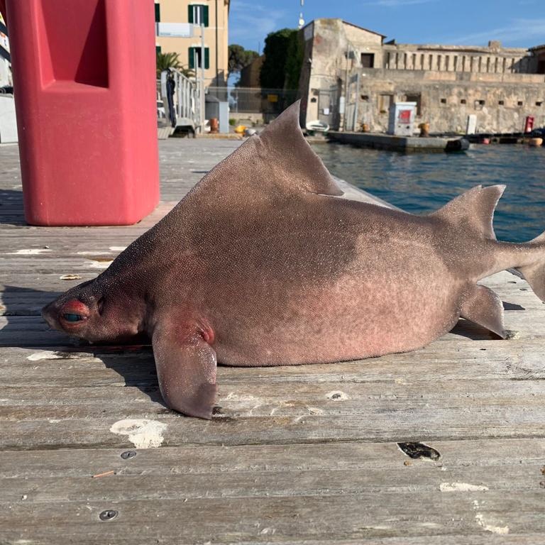 Trovato un pesce porco all’Isola d’Elba: è uno squalo molto raro