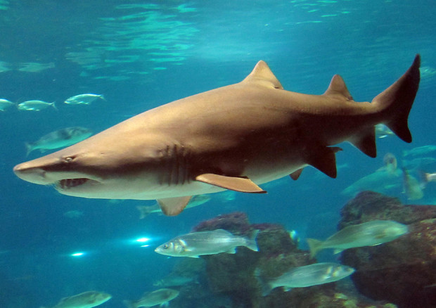 Australia, attaccato da squalo 20enne italiano perde una gamba