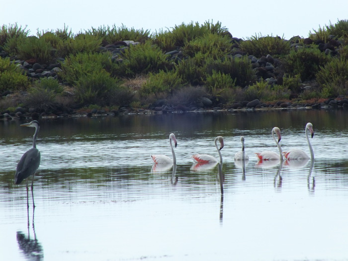 Salina, nel laghetto di Lingua  fenicotteri rosa, “è la prima volta”