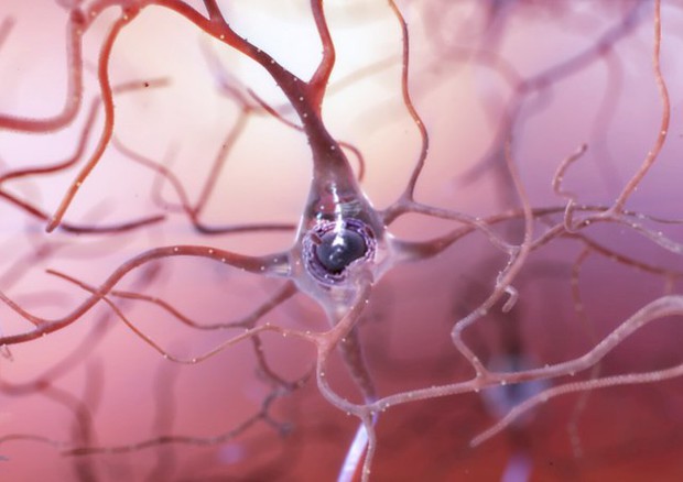 Sla, trovato un enzima chiave per mantenere i neuroni integri