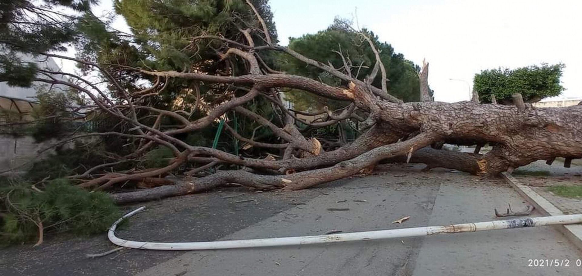 Corleone, albero su carreggiata, traffico bloccato su statale 188