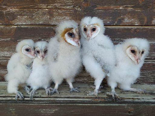 Animali, 11 barbagianni nascono in rifugio, i genitori e la loro aspettativa di vita