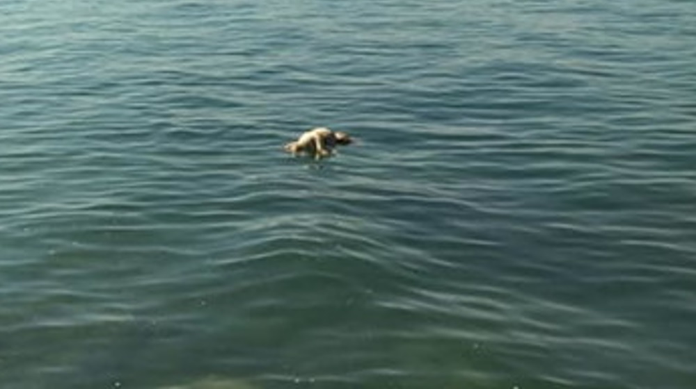 Cane affogato con pietre al collo nel lago di Garda, le foto shock