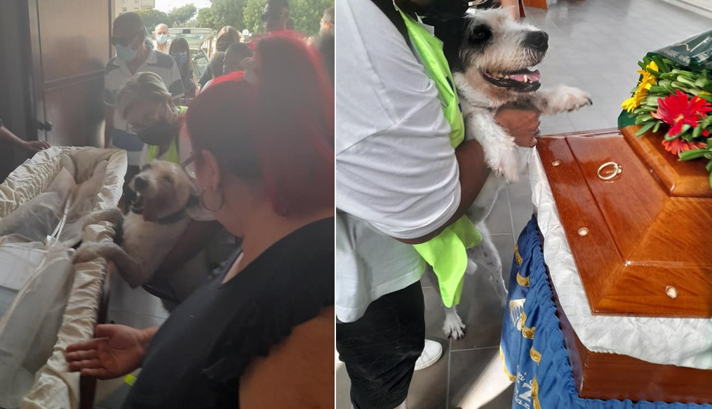 Siracusa, muore il padrone, cane in prima fila al funerale