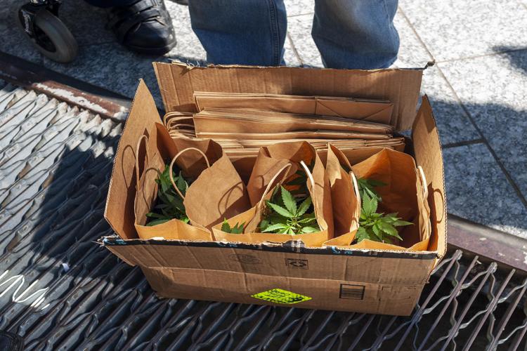 Messina, scoperta coltivazione indoor cannabis, 47enne arrestato Messina, scoperta coltivazione indoor cannabis, 47enne arrestato