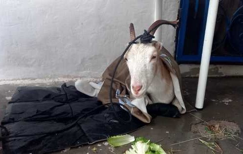 Filicudi, ambulatorio cura testuggini, delfini e una capretta