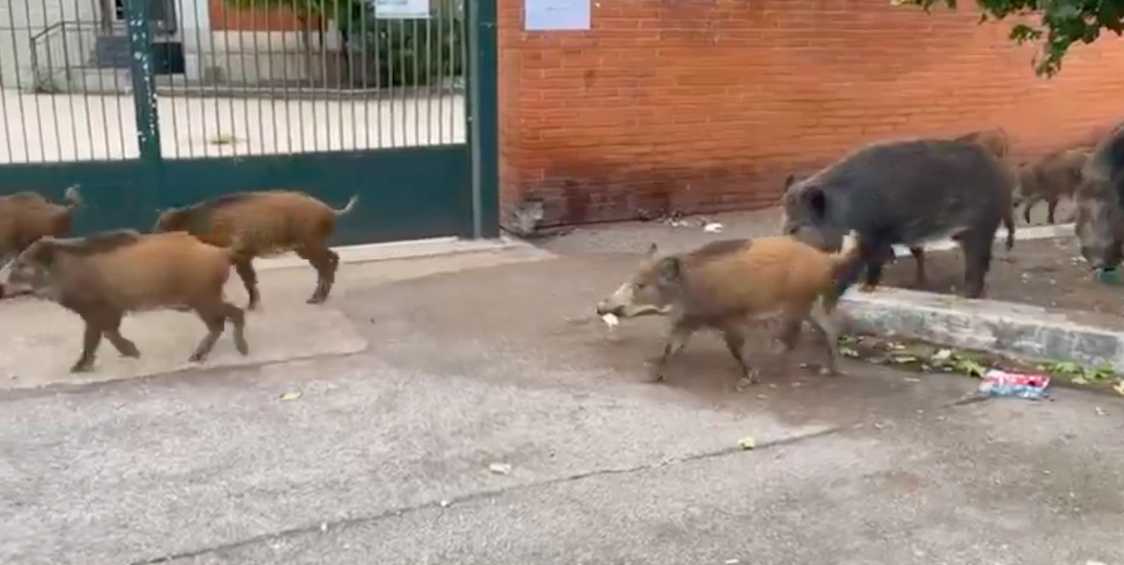 Cinghiali in giro per le città, è “allarme nazionale”, il video choc Cinghiali in giro per le città, è “allarme nazionale”, il video choc