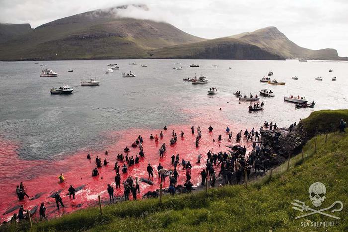 Massacro dei delfini alle isole Faroe, usati arpioni e trapani elettrici