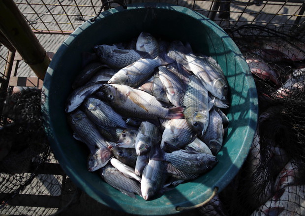 Coldiretti, scatta il fermo per pesca su Tirreno e Ionio