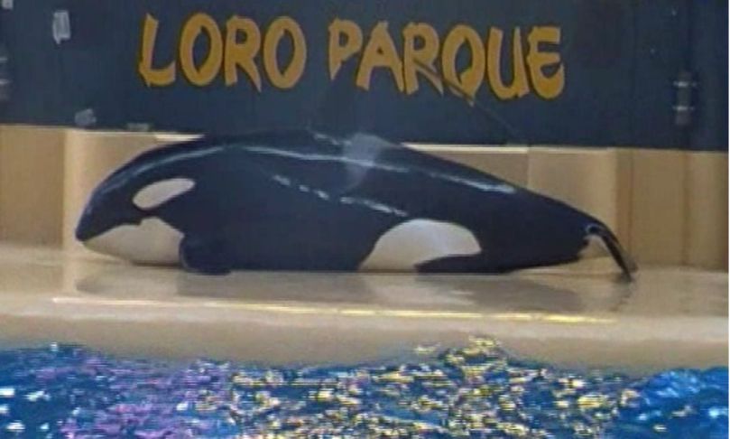 Orca di un parco acquatico delle Canarie tenta il suicidio