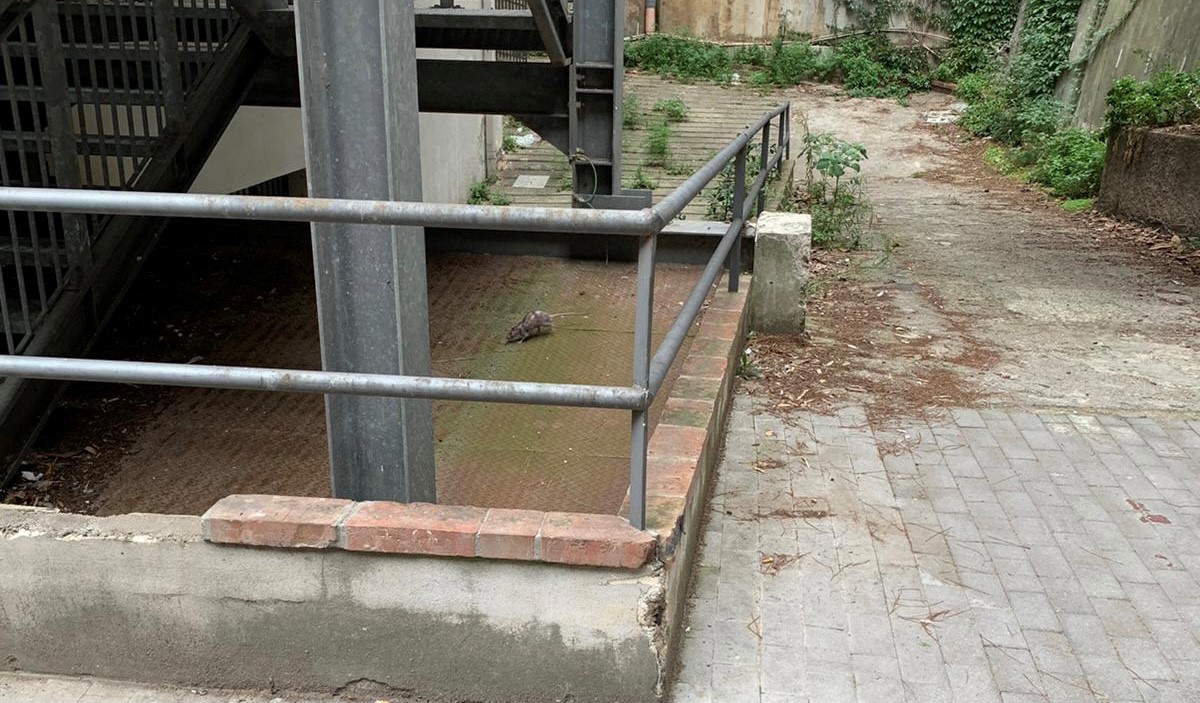 Uffici Giudice di pace invase dai topi, Avvocati chiedono bonifica