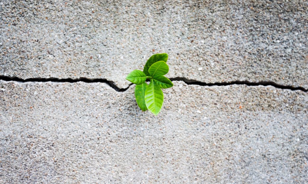 Verde urbano, disastro siciliano. Il fallimento dei sindaci ignavi