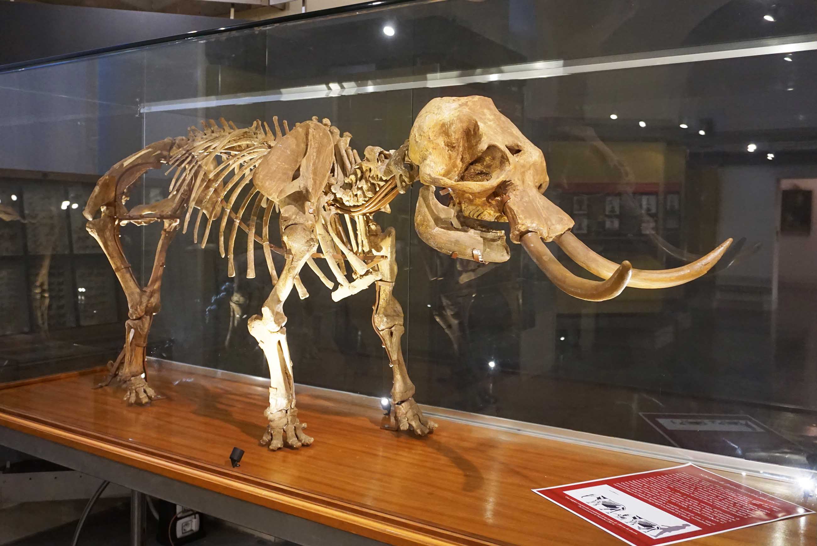 Cultura, l’Università di Catania mette in mostra i suoi “tesori”