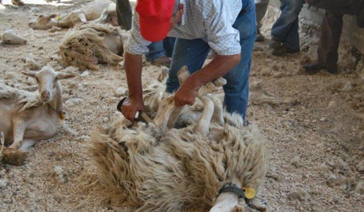 Lana siciliana, prodotto sostenibile in cerca di riscossa