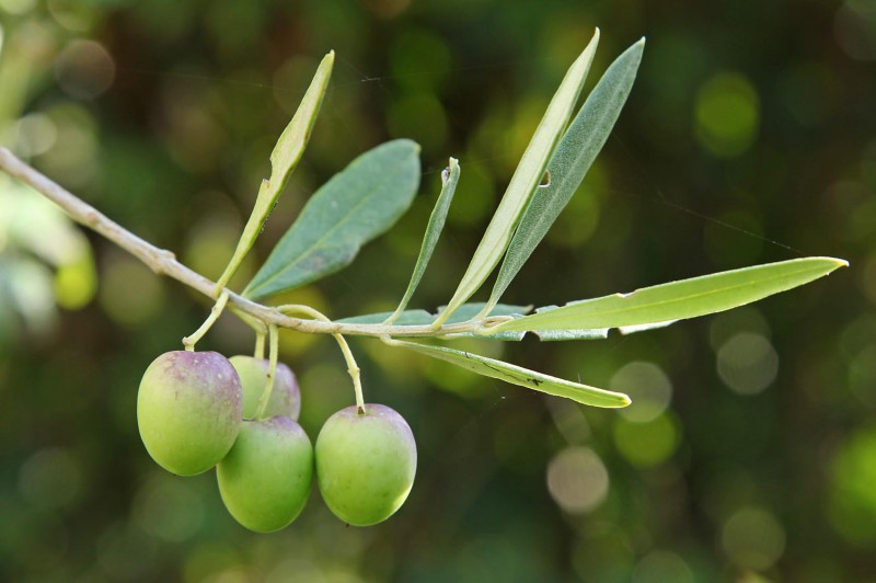 I tesori del territorio, torna la Camminata tra gli olivi I tesori del territorio, torna la Camminata tra gli olivi