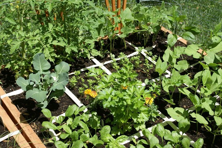 Intesa Comune Enna-Istituto Lincoln per curare degli orti urbani