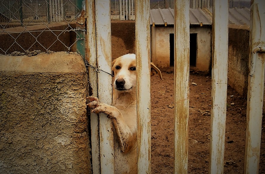 Cani randagi a Catania, risponde l’Assessore comunale Cristaldi