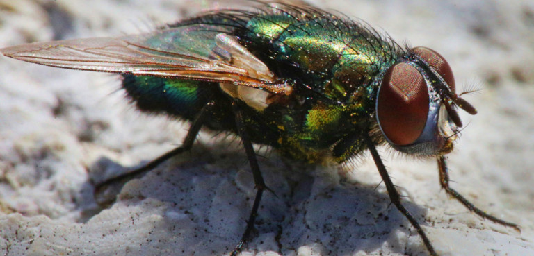 Scienza, la scoperta: le larve di mosca possono riciclare la plastica