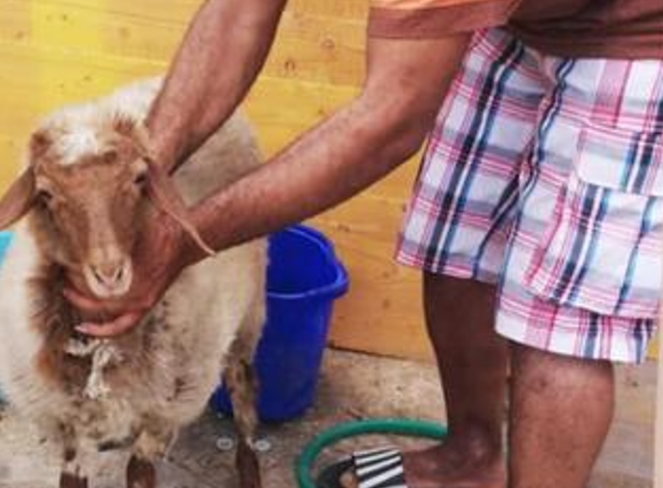 Migranti, a Lampedusa sbarca anche una pecora, messa in quarantena