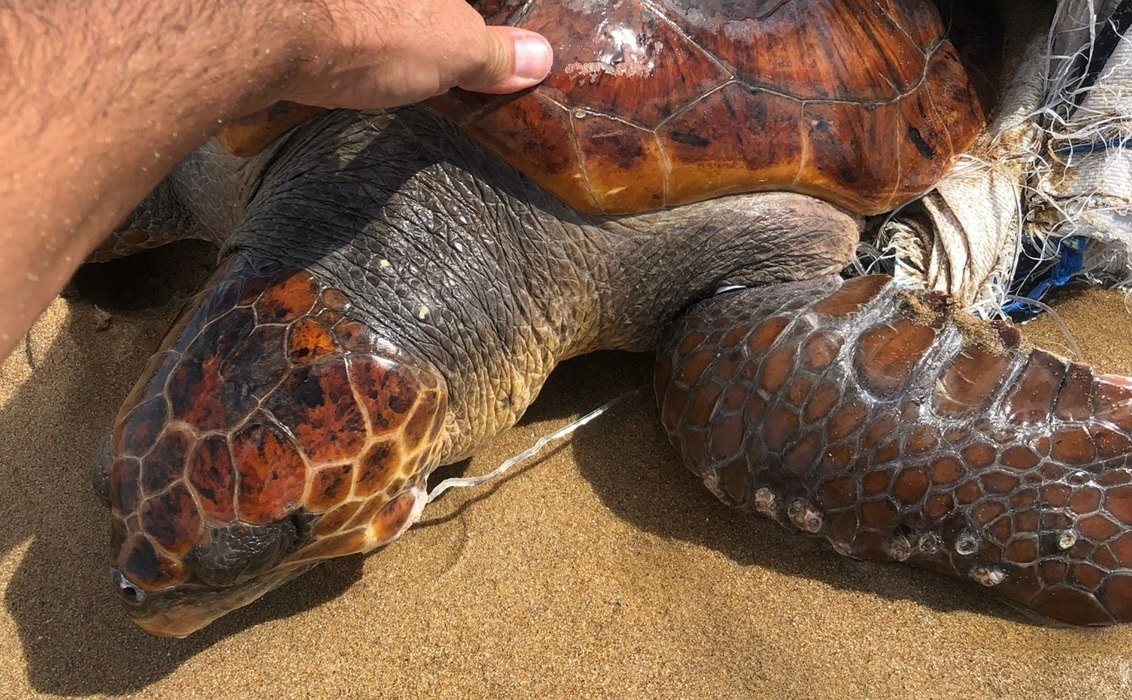 Traffico di animali in via di estinzione, sequestri e denunce a Palermo