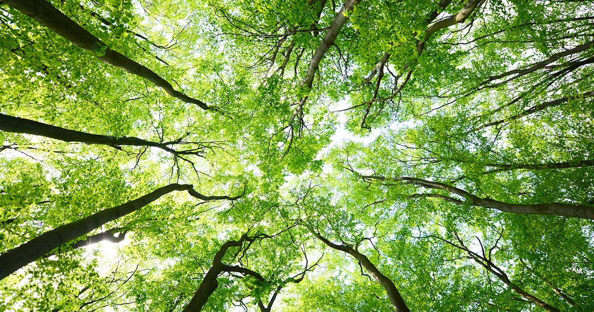 Un’Italia più verde e bella grazie a “nuovi” alberi
