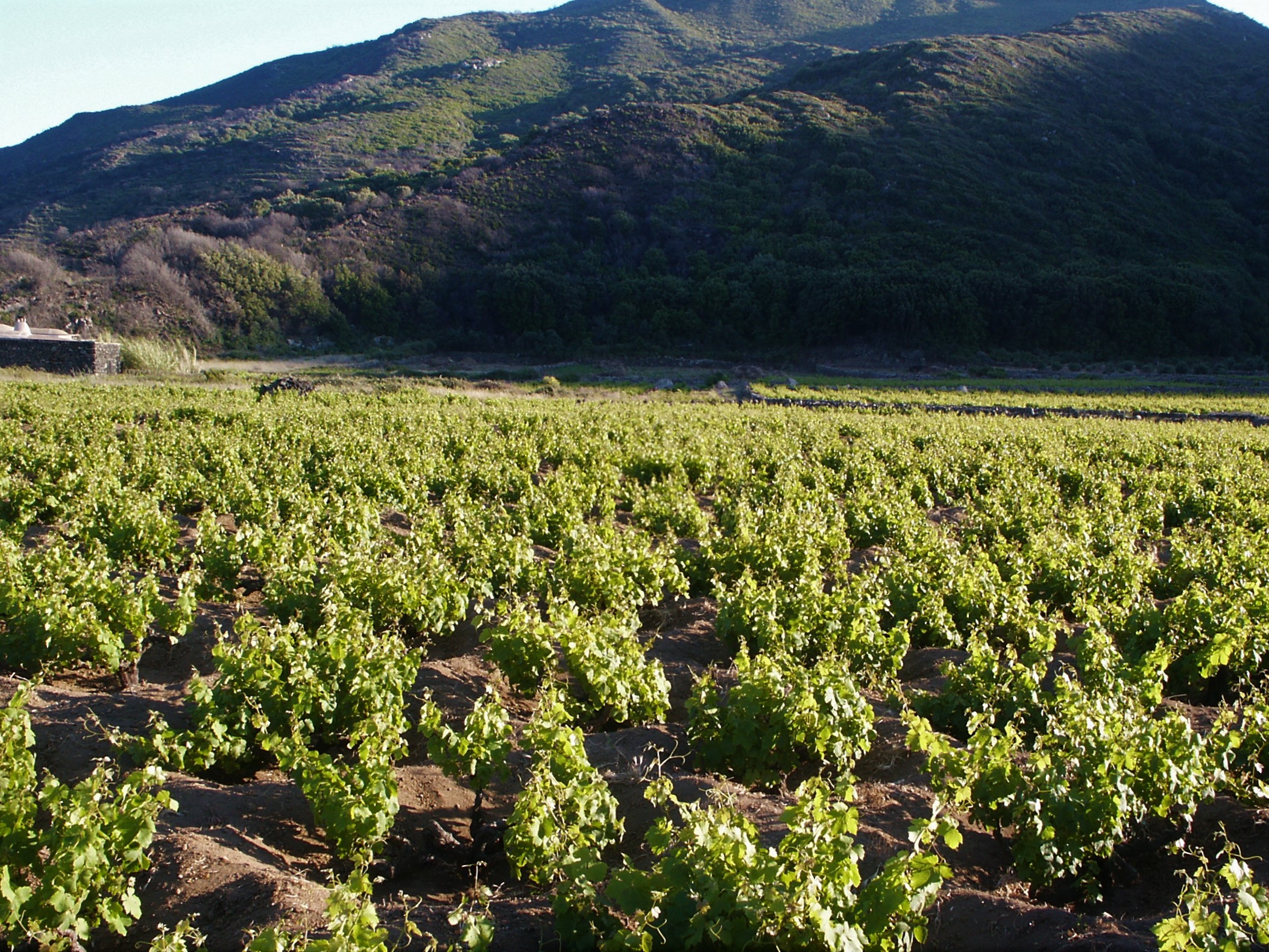 Aggiornate le norme regionali per la difesa delle colture Aggiornate le norme regionali per la difesa delle colture