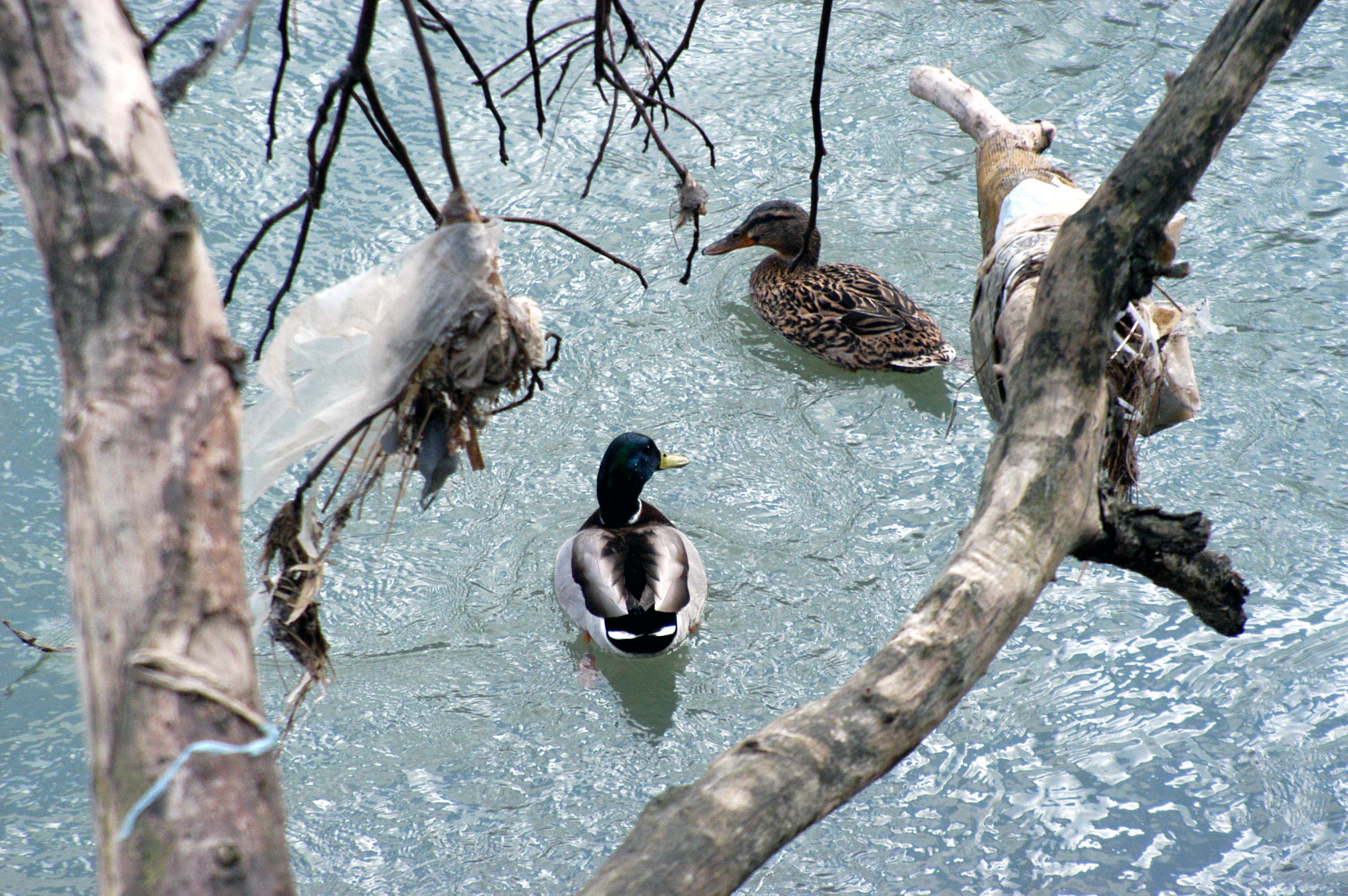 A Brescia focolaio aviaria in un allevamento di 14mila tacchini