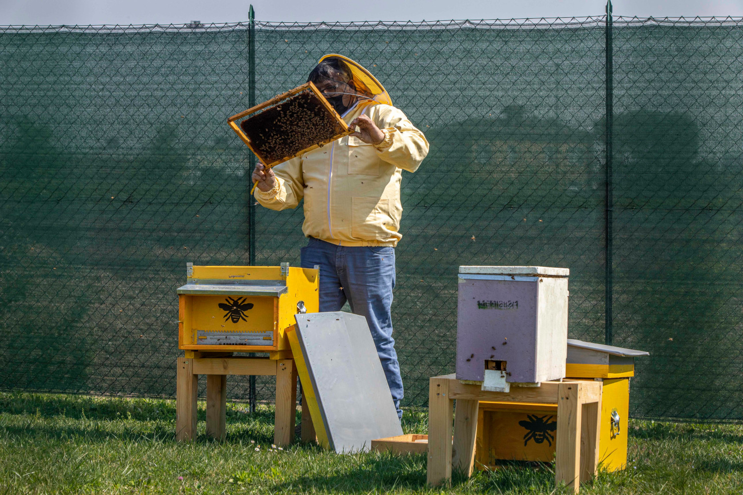Agricoltura Sicilia, assessorato su Ocm miele: “Nessuna perdita risorse, ottenuti fondi aggiuntivi”
