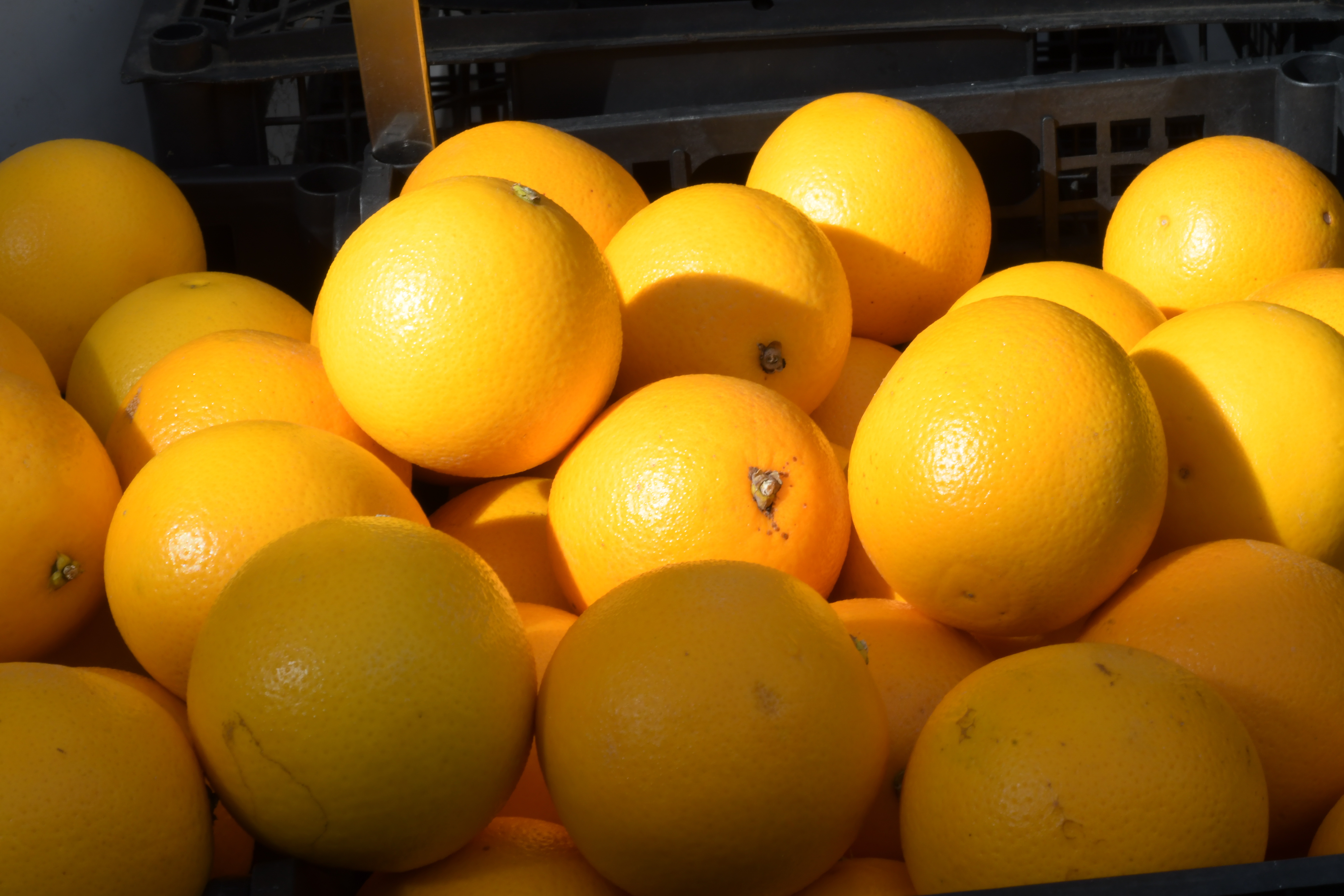 Palermo, blitz allo Zen e alla Vucciria: sequestrati 400 chili di frutta