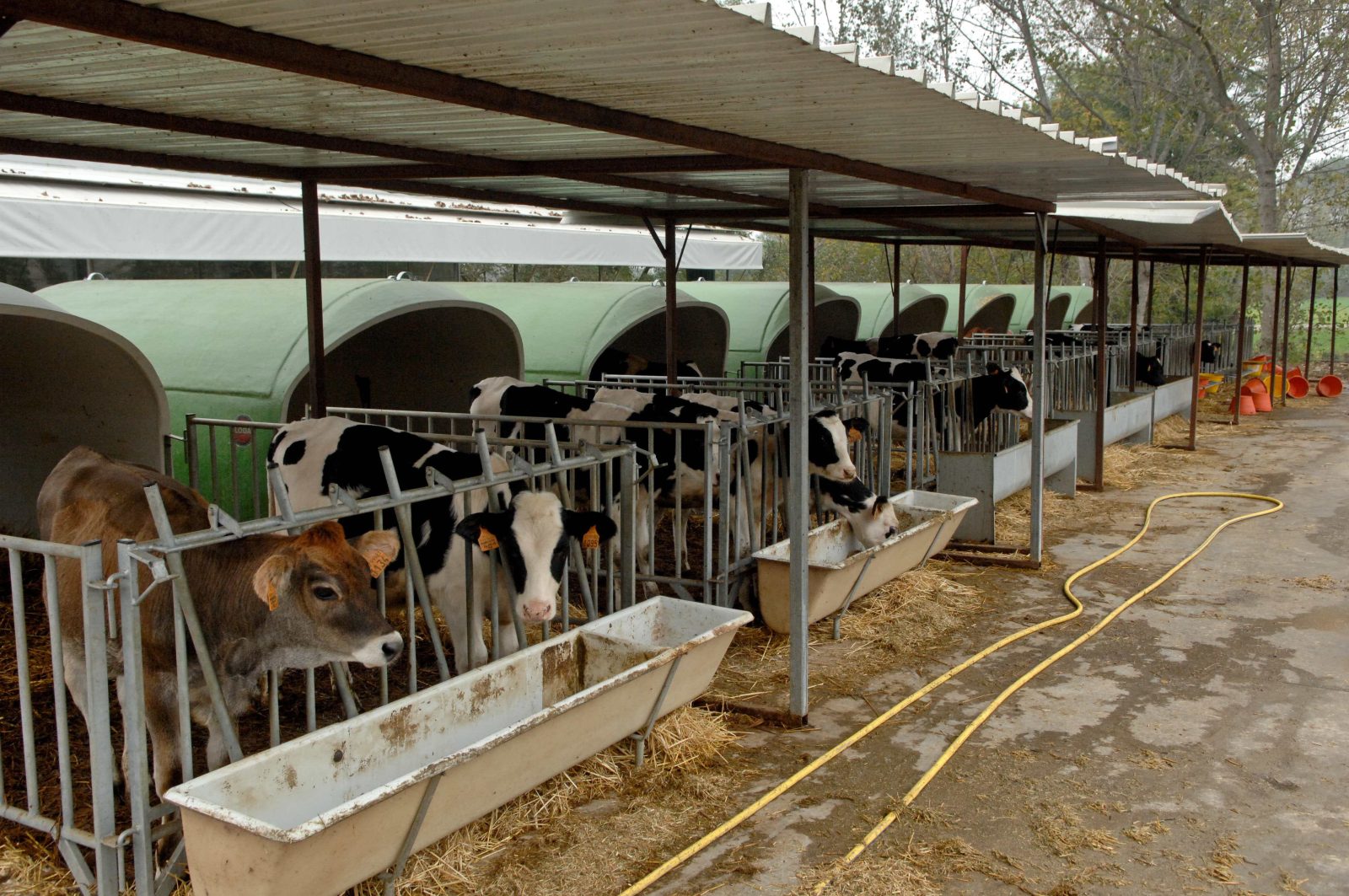 Agricoltura, un’azienda siciliana su quattro dà lavoro a donne e giovani